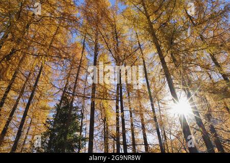 Sonnenschein durch einen herbstlichen Wald; Trentino-Südtirol, Italien Stockfoto