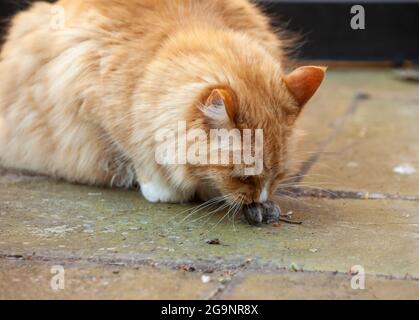 Eine Ingwerkatze mit einer toten Maus Stockfoto