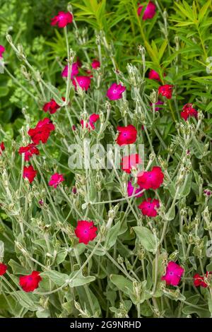 Nahaufnahme des leuchtend rosa Rose Campion Stockfoto