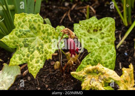 Podophyllum ‘Spotty Dotty’ Stockfoto