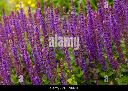 Salvia nemorosa, der Waldsalbei Stockfoto