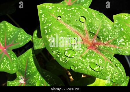 Das Bewässern Ihres Caladiums und das Sprühen von Wasser auf die Blätter können den Feuchtigkeitsgehalt seines natürlichen Lebensraums nachbilden. Stockfoto