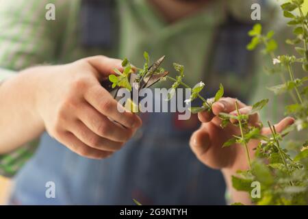 Zugeschnittenes Bild Mann, Landwirt arbeiten im Garten, im Freien Konzept der beruflichen Tätigkeit, Arbeit, Aktivität Stockfoto