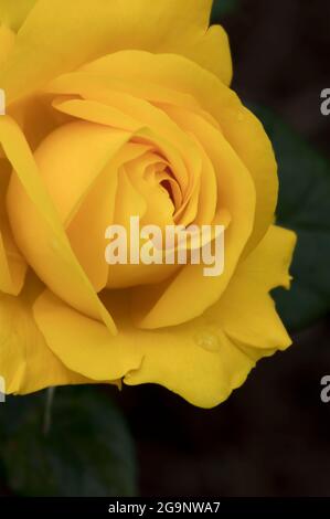 Romantische Goldene Rosa Hochzeit, Nahaufnahme gelbe Rose Stockfoto