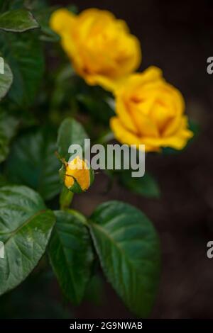 Romantische Goldene Rosa Hochzeit, Nahaufnahme gelbe Rose Stockfoto