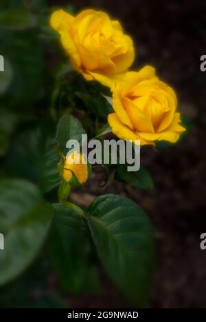 Romantische Goldene Rosa Hochzeit, Nahaufnahme gelbe Rose Stockfoto