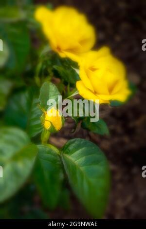 Romantische Goldene Rosa Hochzeit, Nahaufnahme gelbe Rose Stockfoto