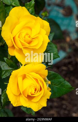 Romantische Goldene Rosa Hochzeit, Nahaufnahme gelbe Rose Stockfoto