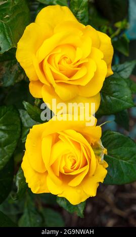 Romantische Goldene Rosa Hochzeit, Nahaufnahme gelbe Rose Stockfoto