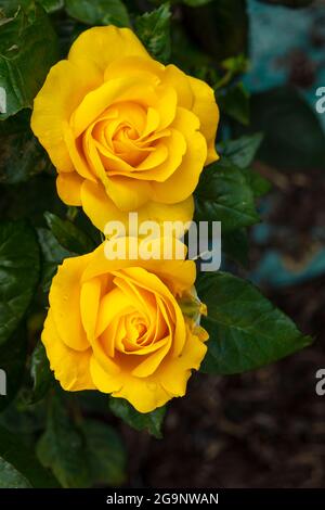 Romantische Goldene Rosa Hochzeit, Nahaufnahme gelbe Rose Stockfoto