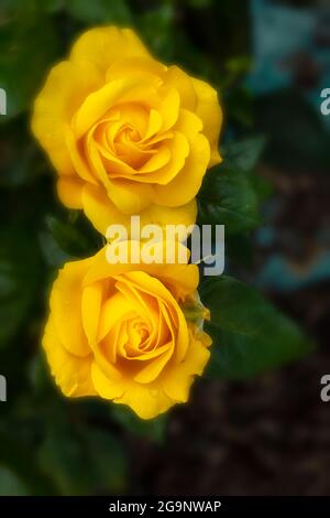 Romantische Goldene Rosa Hochzeit, Nahaufnahme gelbe Rose Stockfoto
