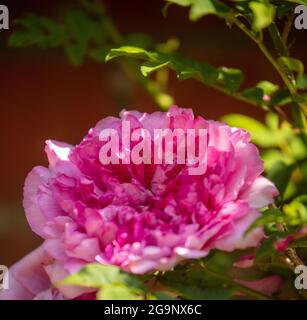 Fruchtbare Rosa Roxburghii f. Roxburghii blüht in strahlendem Sonnenschein, natürliches romantisches Pflanzenportrait Stockfoto