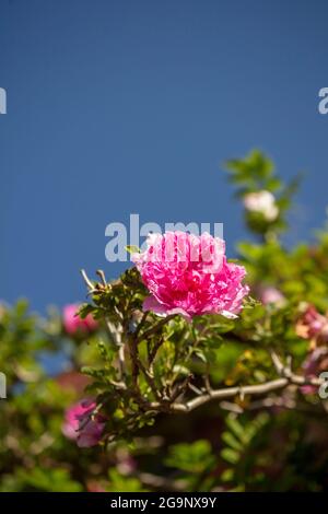 Fruchtbare Rosa Roxburghii f. Roxburghii blüht in strahlendem Sonnenschein, natürliches romantisches Pflanzenportrait Stockfoto