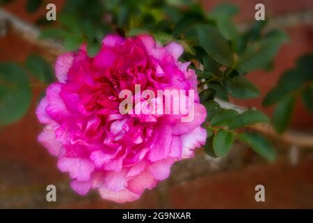 Fruchtbare Rosa Roxburghii f. Roxburghii blüht in strahlendem Sonnenschein, natürliches romantisches Pflanzenportrait Stockfoto