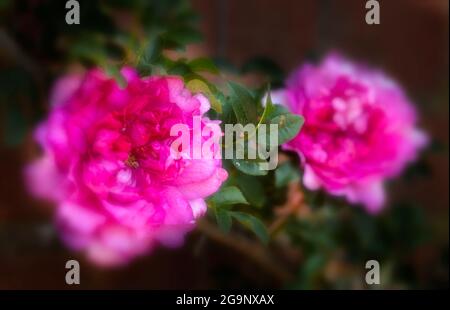 Fruchtbare Rosa Roxburghii f. Roxburghii blüht in strahlendem Sonnenschein, natürliches romantisches Pflanzenportrait Stockfoto