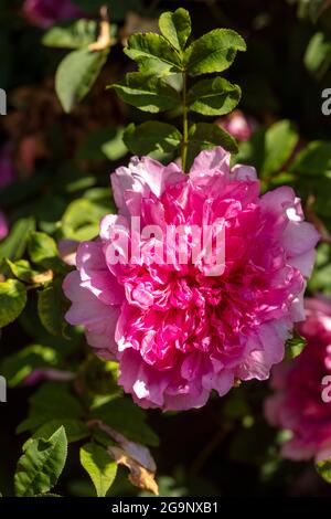 Fruchtbare Rosa Roxburghii f. Roxburghii blüht in strahlendem Sonnenschein, natürliches romantisches Pflanzenportrait Stockfoto