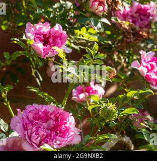 Fruchtbare Rosa Roxburghii f. Roxburghii blüht in strahlendem Sonnenschein, natürliches romantisches Pflanzenportrait Stockfoto