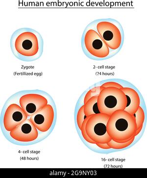 Biologische Illustration der menschlichen Embryonalentwicklung - verschiedene vier Stadien der Entwicklung des menschlichen Embryos im menschlichen Körper, jede grundlegende Anatomie HED Stock Vektor