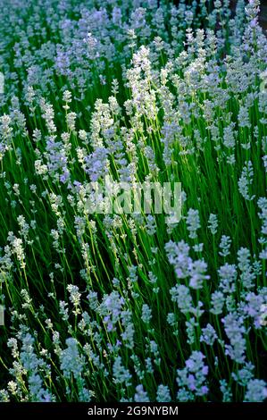 Hellblauer Lavendel im englischen Cottage Garden, norfolk, england Stockfoto