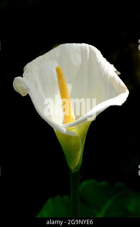 Weiße Calla Lilie auf dunkelschwarzem Hintergrund Stockfoto