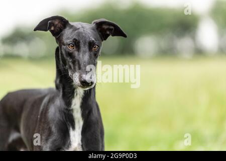 Spanischer Windhund Galgo Stockfoto