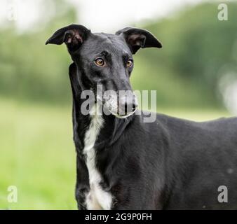 Spanischer Windhund Galgo Stockfoto