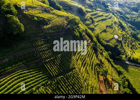 Valtellina (IT), Castionetto di Chiuro, Luftbild der Weinberge Stockfoto