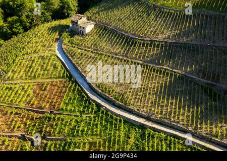 Valtellina (IT), Castionetto di Chiuro, Luftbild der Weinberge Stockfoto