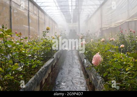 Plantagenrosen in einem Gewächshaus, Rosen, die in einem Gewächshaus in einer Rosenfarm blühen Stockfoto