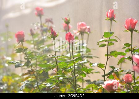 Plantagenrosen in einem Gewächshaus, Rosen, die in einem Gewächshaus in einer Rosenfarm blühen Stockfoto