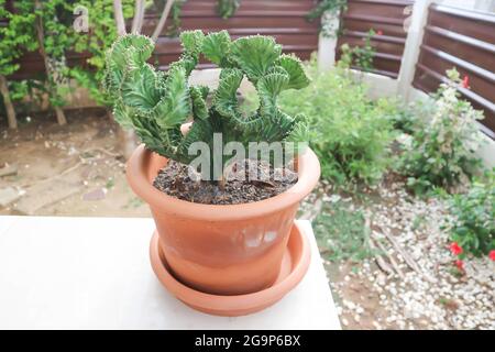 Euphorbia​ Lactea​ Cristata, Eforbia neriifolia oder Eforbia lactea oder Eforbia lactea Haw Pflanze Stockfoto