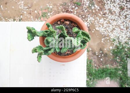 Euphorbia​ Lactea​ Cristata, Eforbia neriifolia oder Eforbia lactea oder Eforbia lactea Haw Pflanze Stockfoto