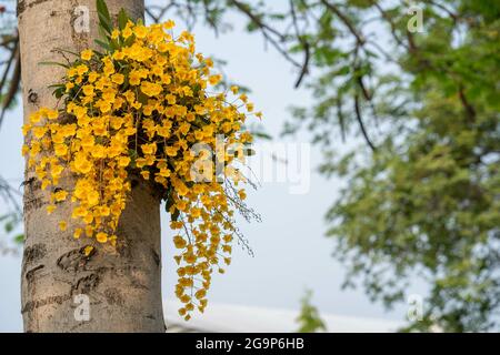 Selektive Fokusaufnahme von gelben Dendrobium lindleyi-Blüten auf einem Baum bei Tageslicht Stockfoto