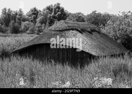 Historische strohgedeckte Bootshäuser unter dem hohen grünen Schilf auf Hickling Broad, östlich von Norwich, in Norfolk UK Stockfoto