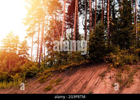 Sonnenlicht scheint durch die Kronen der Kiefern wachsen entlang der Straße mit einer Klippe, eine Sommerdämmerung im Wald Stockfoto