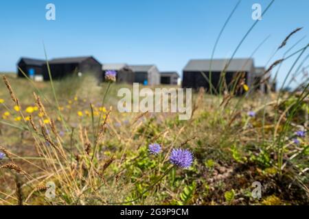 Schwarz lackierte Fischerhütten aus Holz in den Sanddünen von Winterton on Sea in der Nähe von Great Yarmouth an der Ostküste von Norfolk UK. Stockfoto