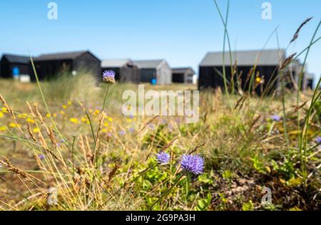 Schwarz lackierte Fischerhütten aus Holz in den Sanddünen von Winterton on Sea in der Nähe von Great Yarmouth an der Ostküste von Norfolk UK. Stockfoto