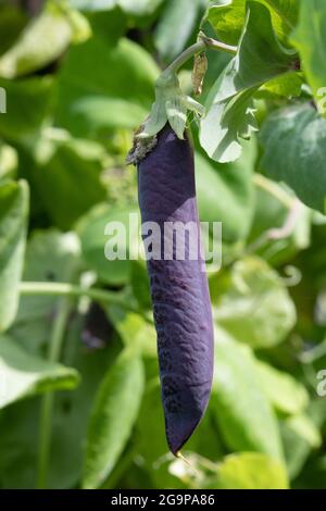 Frischer Schokker Blue Schokker hängt an einer Pflanze im Garten aus der Nähe Stockfoto