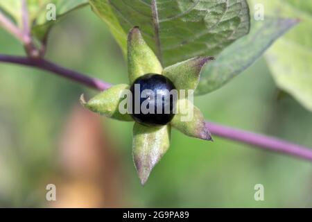 Frische schwarze Atropa Belladonna-Beere aus nächster Nähe im Garten Stockfoto