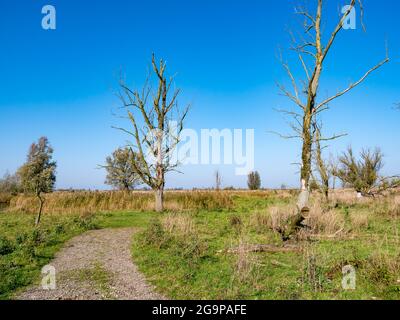 Tote Bäume und Wanderweg im Naturschutzgebiet Oostvaardersplassen, Flevoland, Niederlande Stockfoto