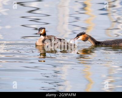 Haubentaucher, Podiceps cristatus, Familie - Vater, der jungen Küken Fische füttert, Niederlande Stockfoto