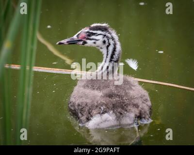 Haubentaucher, Podiceps cristatus, ein Jungtier schwimmt im Teich, Niederlande Stockfoto