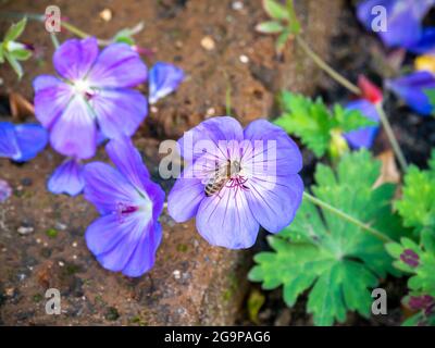 Honigbiene, APIs mellifera, sammelt Nektarpollen von Geranium 'Rozanne', aka Cranesbill oder Jolly Bee Stockfoto