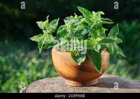Holzmörtel aus Zitronenmelisse. Melisse officinalis oder Melisse mint. Stockfoto
