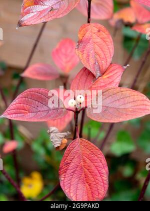 Dogwood, Cornus alba sibirica, mit roten Blättern und weißen Beeren im Garten im Herbst, Niederlande Stockfoto