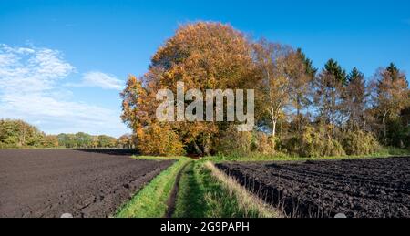 Fußweg durch kürzlich gepflügtes Land im Herbst, Reest Valley, Overijssel, Niederlande Stockfoto