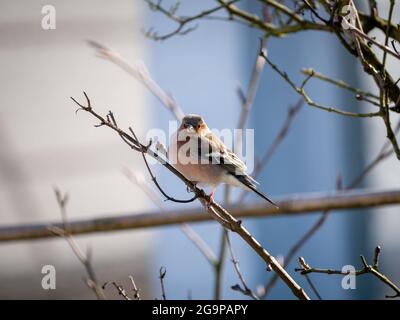 Buchfink, Fringilla coelebs, Porträt eines männlichen Barschens auf dem Zweig im Winter, Niederlande Stockfoto