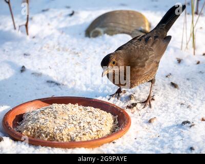 Blackbird, Turdus merula, Weibchen füttern Erdnussbutter für Vögel und Samen im Schnee im Winter, Niederlande Stockfoto