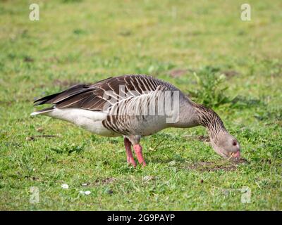 Graugans, Anser anser, Fütterung, Nahaufnahme der im Frühjahr auf Gras grasenden Gans, Niederlande Stockfoto