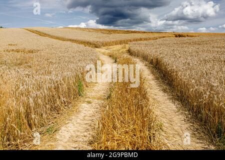 Roggenfeld kurz vor der Ernte und ein nahes Gewitter Stockfoto